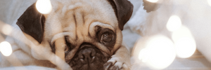 Dog Collection